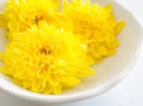 東北地方では菊の花は普通の食材であるという雑学