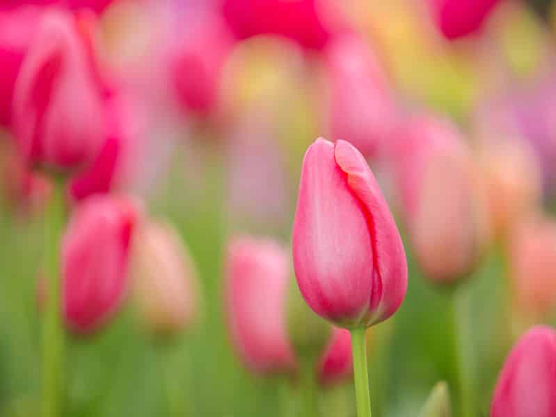 チューリップの花びらが閉じるのは気温が関係しているためというトリビア