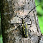 昆虫で一番おいしいのはカミキリムシの幼虫らしいという雑学
