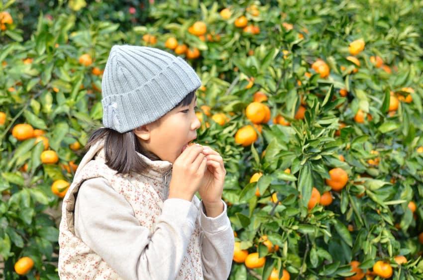 柑皮症！"みかんを食べ過ぎると手が黄色くなる"はホントです！という雑学まとめ