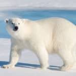 ホッキョクグマが氷の上で滑らない理由に関する雑学
