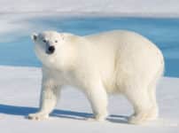 ホッキョクグマが氷の上で滑らない理由に関する雑学