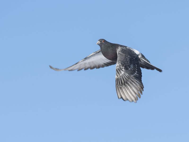 伝書鳩の帰巣本能についてのトリビア