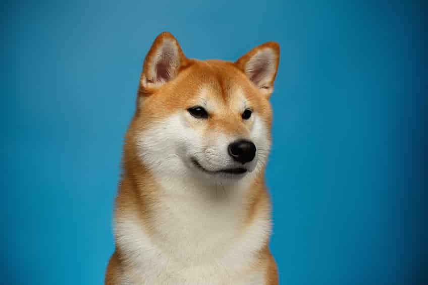 忠犬ハチ公として知られる前はイタズラされ放題だったというトリビア