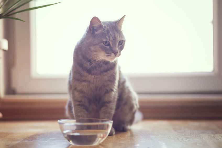 ネコの熱中症予防として飼い主にできることについてのトリビア