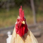 ニワトリのトサカの赤色は何の色？という雑学