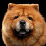 チャウチャウは食用犬として品種改良された？という雑学