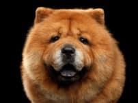 チャウチャウは食用犬として品種改良された？という雑学
