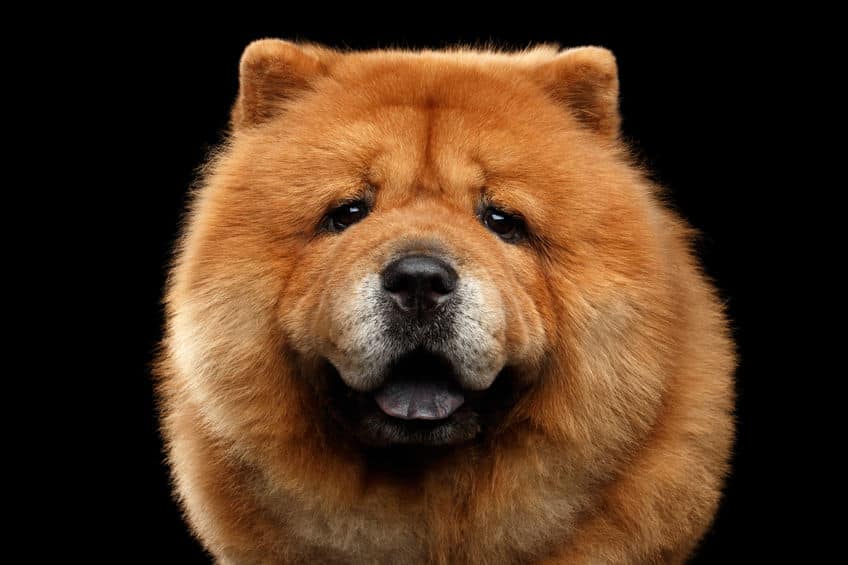 チャウチャウは食用犬として品種改良された?という雑学