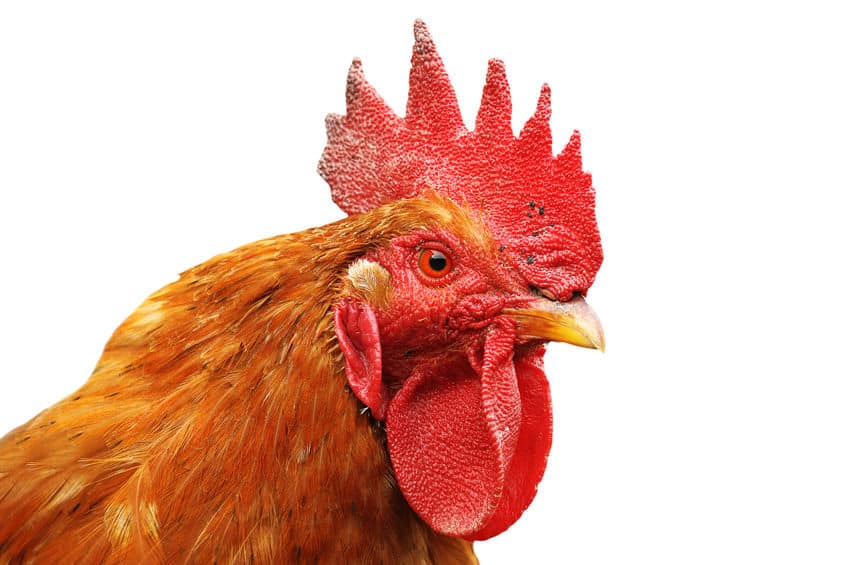 モテるニワトリには秘密がある?というトリビア