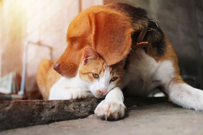 森のバターはペットに有害！犬・猫にアボカドを与えてはならない理由についての雑学まとめ