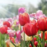 曇りの日はチューリップの花びらは閉じているという雑学