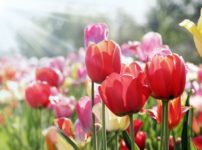 曇りの日はチューリップの花びらは閉じているという雑学