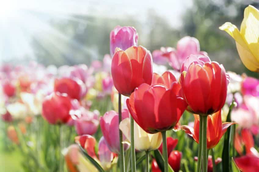 曇りの日はチューリップの花びらは閉じているという雑学
