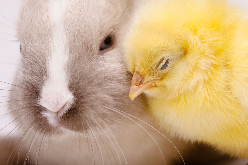 昔ウサギは鳥だと思われていたというトリビア
