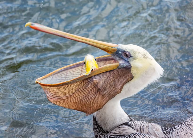 ペリカンはとにかくなんでも食べる鳥類についてのトリビア