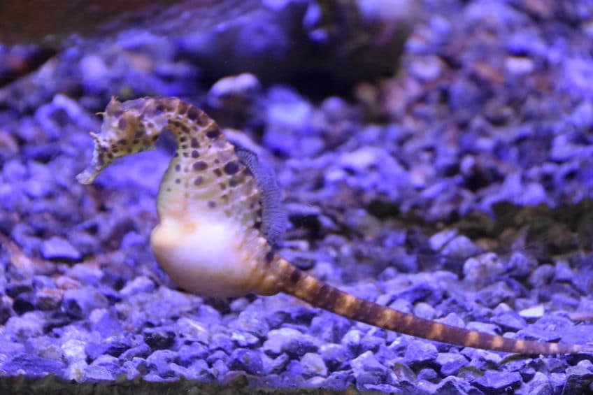 タツノオトシゴのオスは、お腹の中で赤ちゃんを育てて出産までする!というトリビア