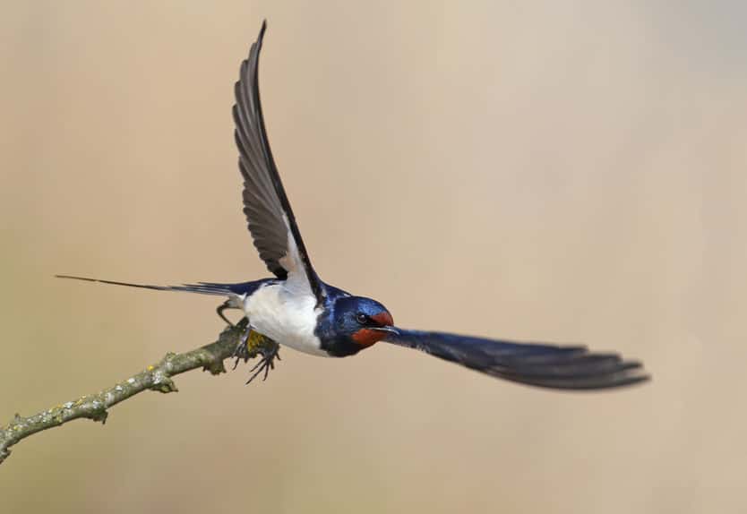 I'll be back!巣を作ったツバメは同じ家に戻ってくる!【動画あり】についてのトリビアまとめ