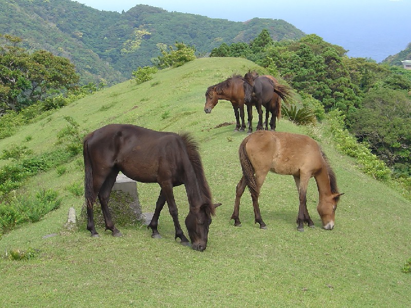野生の馬!江戸時代から宮崎県で生きる"御崎馬"とは?【動画あり】についての雑学まとめ