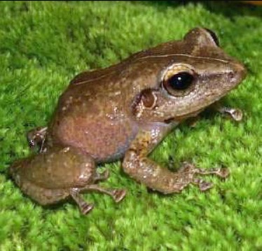 卵から生まれたとき、おたまじゃくしではないカエルは多いというトリビア