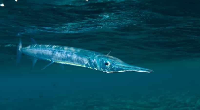 「ダツ」とは光に向かって突進してくる魚で、サメよりも恐れられているというトリビア