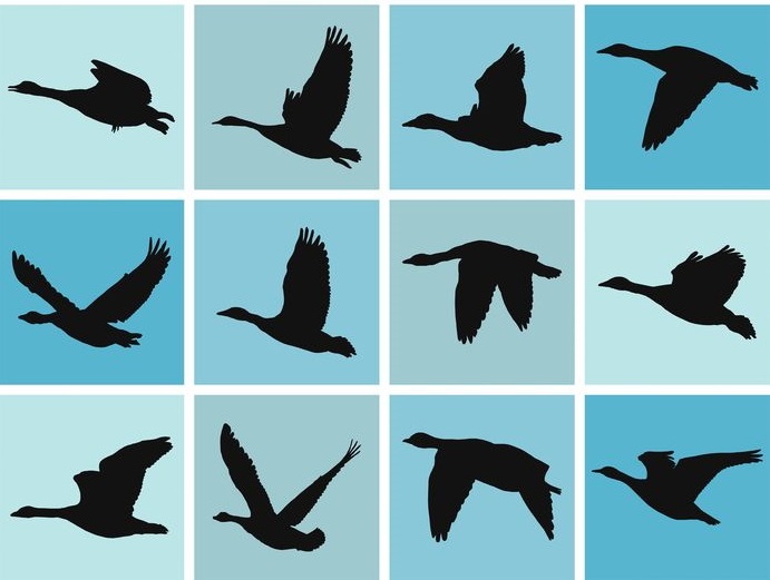 ペンギンは、空を飛んでいた鳥類から進化したというトリビア