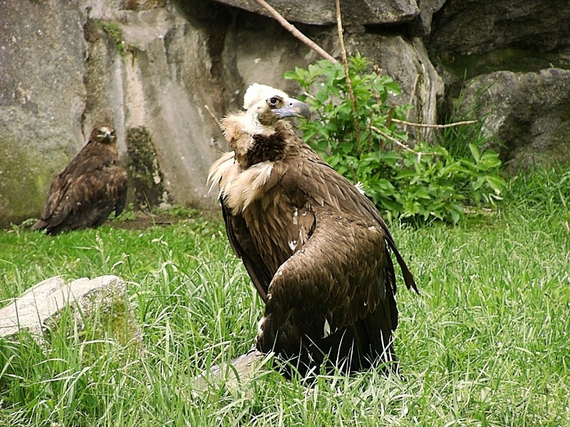 ハゲワシ最強説！ハゲてる理由がすごすぎるというトリビア