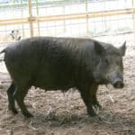和歌山県には、日本から独立した「イノブタ」の王国がある？という雑学