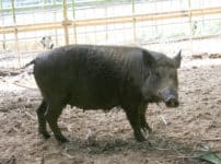 和歌山県には、日本から独立した「イノブタ」の王国がある？という雑学