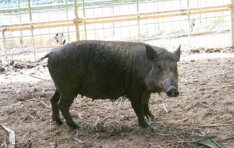 和歌山県には、日本から独立した「イノブタ」の王国がある?という雑学