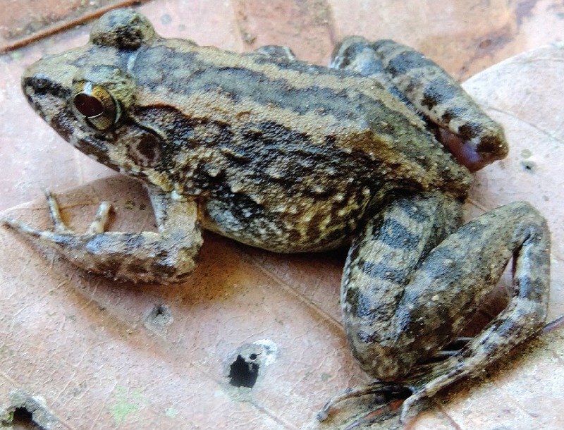卵ではなく、おたまじゃくしを産むカエルは1種類しか確認されていないというトリビア