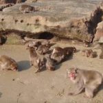 宮崎にはサルの楽園「幸島」があるという雑学