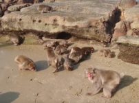 宮崎にはサルの楽園「幸島」があるという雑学