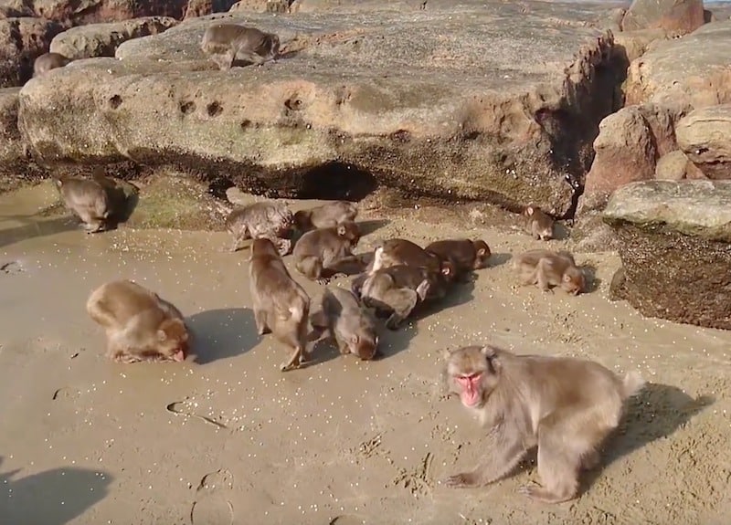 宮崎にはサルの楽園「幸島」があるという雑学