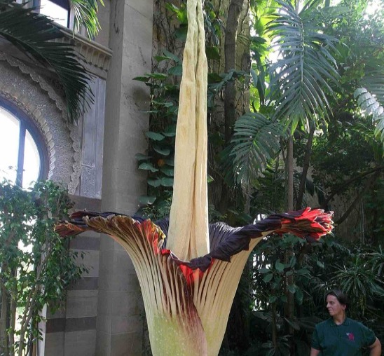 世界一大きな花であるショクダイオオコンニャク