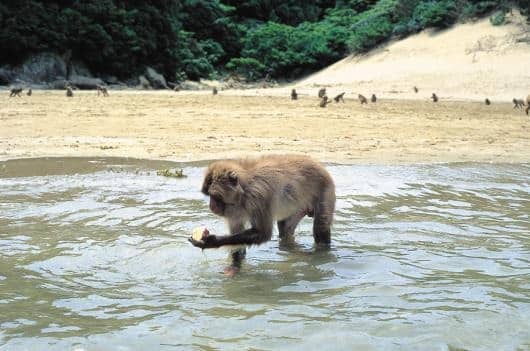 宮崎にはサルの楽園があるというトリビア