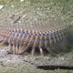 実は海にも毛虫と呼ばれる生物がいるという雑学