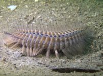 実は海にも毛虫と呼ばれる生物がいるという雑学