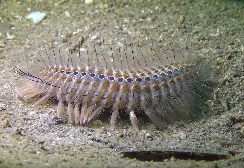 実は海にも毛虫と呼ばれる生物がいるという雑学