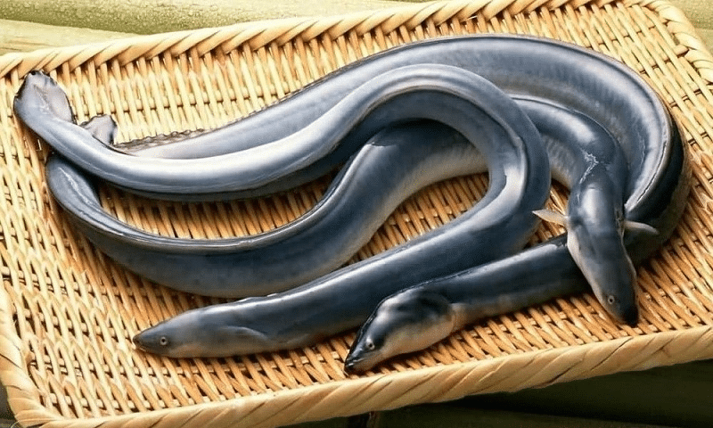 下りウナギ>養殖ウナギ≧普段の天然ウナギについてのトリビア
