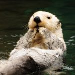 ラッコはマイストーンをもっているという雑学