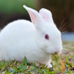 ウサギは自分の糞を食べるという雑学