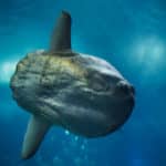 卵を産む数が世界一多いのは「マンボウ」という雑学