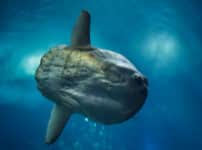卵を産む数が世界一多いのは「マンボウ」という雑学