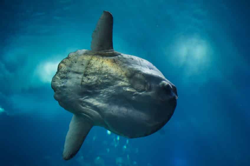 卵を産む数が世界一多いのは「マンボウ」という雑学