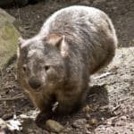 ウォンバットのウンチは四角いキューブ型という雑学