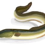 うなぎの背中が黒くてお腹が白い理由に関する雑学