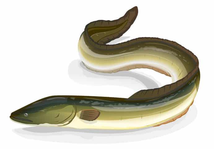 ウナギの背中が黒くてお腹が白い理由に関する雑学