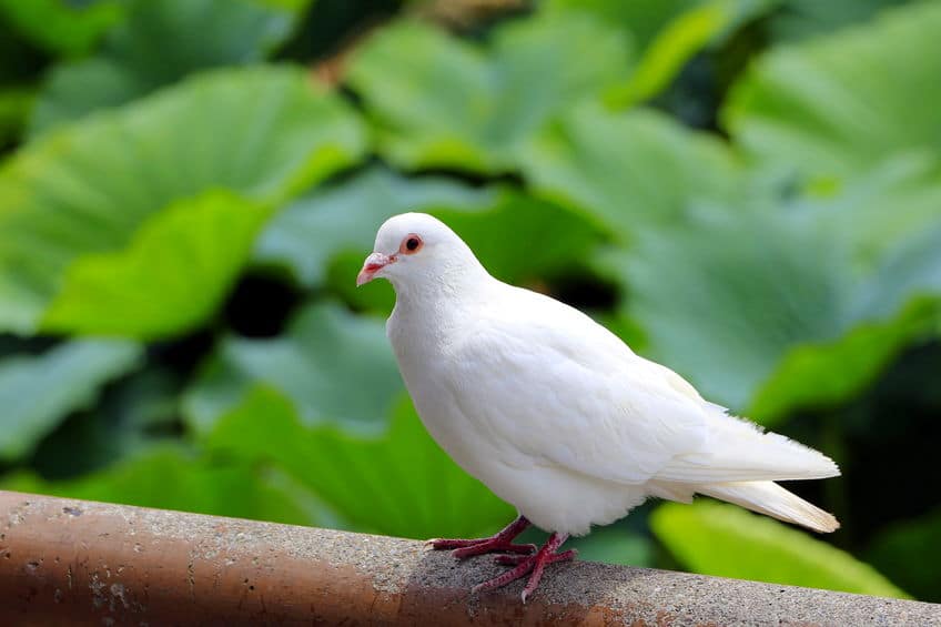 白いハトは飼いやすく技をしこみやすいというトリビア