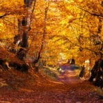 紅葉狩りは何を狩るのか？に関する雑学